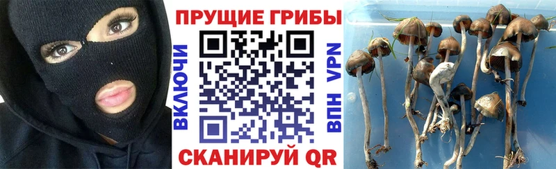 Псилоцибиновые грибы Psilocybe Назарово